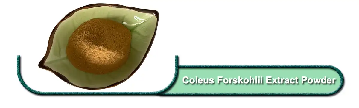 Coleus Forskohlii Extract.jpg Coleus Forskohlii Extract.jpg